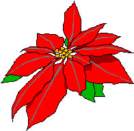 Poinsettia