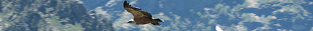 Griffin Vulture