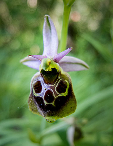 Sardinia and Corsica 2013